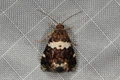 Epopsima fasciolata