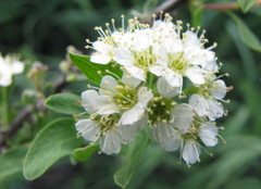 Spiraea crenata