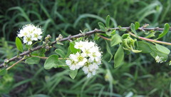 Spiraea crenata