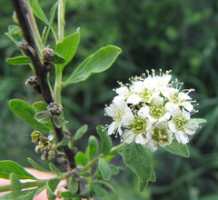 Spiraea crenata