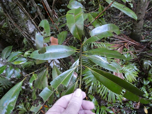 Calophyllum calaba observed 2026-06-12