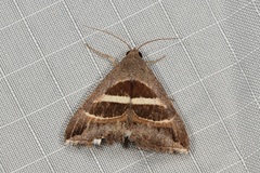 Grammodes quaesita