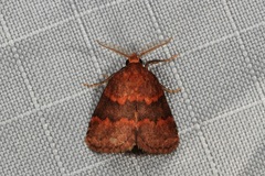 Haplopseustis erythrias