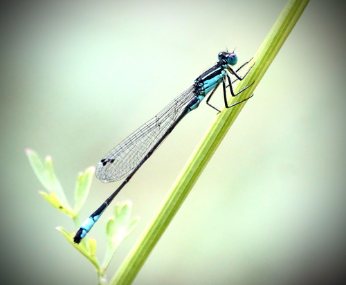 Blue-tailed Damselfly