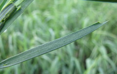 Lathyrus pannonicus collinus