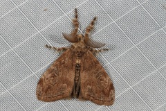 Orgyia papuana