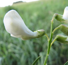 Lathyrus pannonicus collinus