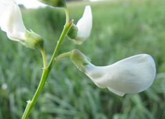 Lathyrus pannonicus collinus