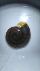 Planorbis carinatus