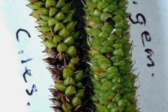 Carex lessoniana