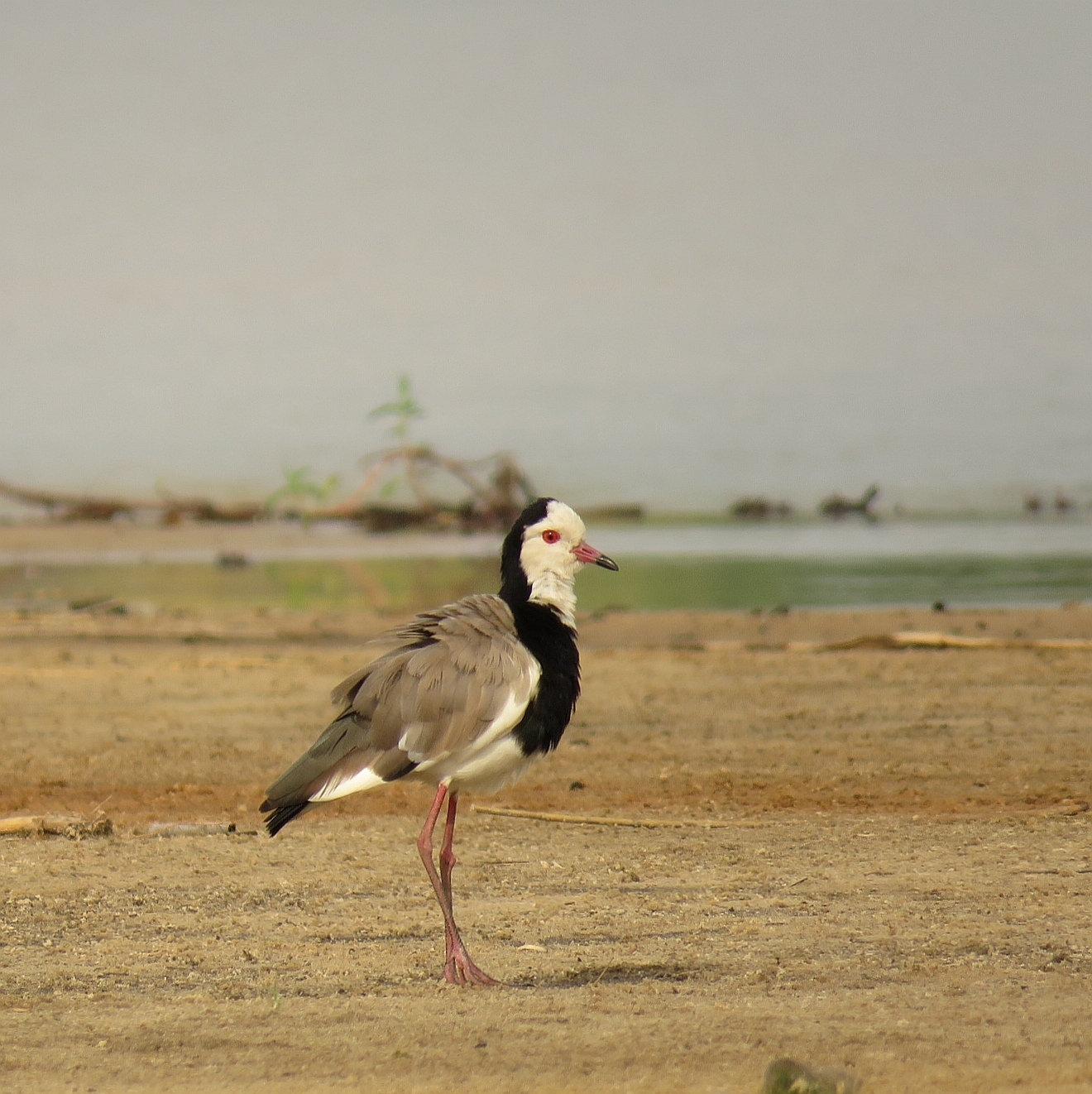 Long-toed Lapwing illustration