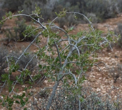 Searsia longispina