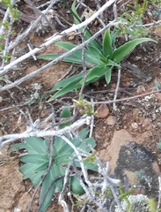 Chlorophytum crispum