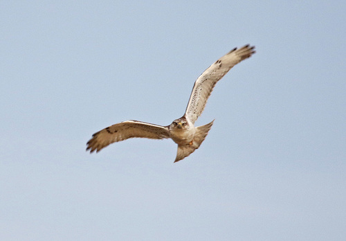 Ferruginous Hawk