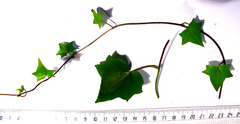 Kedrostis nana
