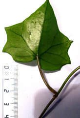 Kedrostis nana