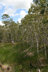 Melaleuca cajuputi