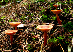 Lactarius hepaticus