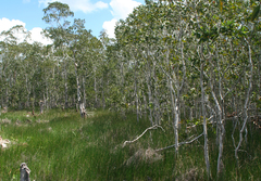 Melaleuca cajuputi