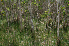 Melaleuca cajuputi