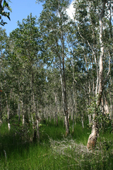 Melaleuca cajuputi