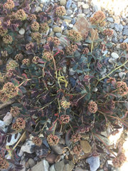 Euphorbia berteroana