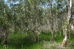 Melaleuca cajuputi