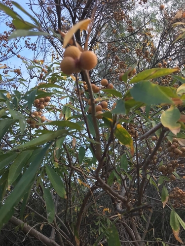 Chambimbe