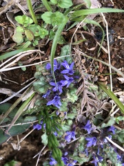 Ajuga decumbens