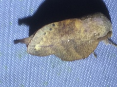 Cyclophragma centralistrigata