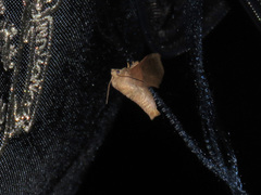 Griseothosea fasciata