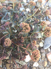 Euphorbia berteroana