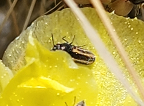 Acmaeodera quadrivittatoides