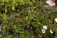 Chondrilla chondrilloides