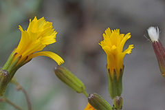 Chondrilla chondrilloides