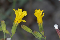 Chondrilla chondrilloides