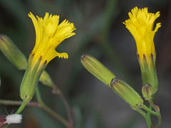 Chondrilla chondrilloides