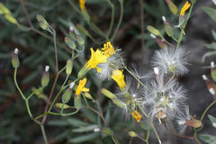 Chondrilla chondrilloides