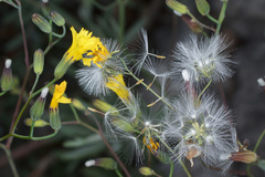 Chondrilla chondrilloides