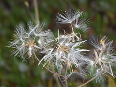 Chondrilla chondrilloides