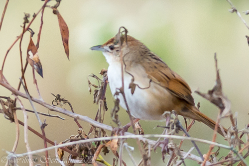 Tawny Grassbird (Cincloramphus timoriensis), photo 8