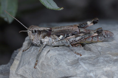 Chorthippus pullus