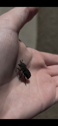 Diabolical Ironclad Beetle