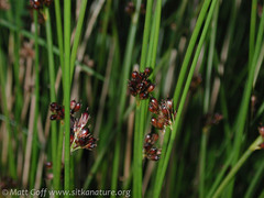 Juncus arcticus