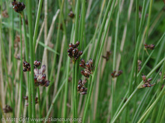 Juncus arcticus