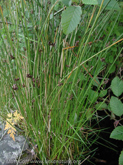 Juncus arcticus