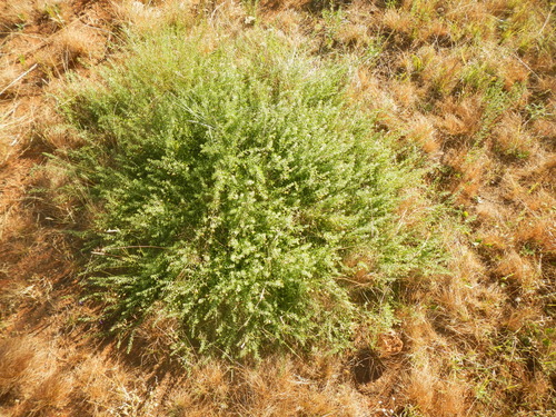 Eremophila macdonnellii