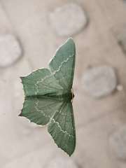 Maxates grandificaria