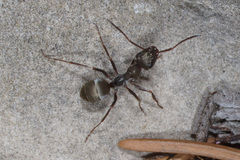 Formica cinerea