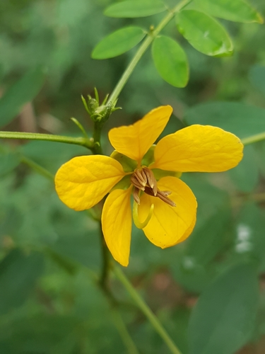 Image of Senna acclinis by no rights reserved